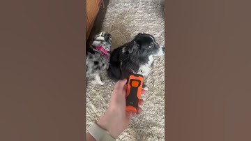 NPS 2023 Release Dog Barking Control Devices - Professional Anti Barking Device