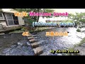 野菜を食べよう (sanpo) Walk Mishima brook(Shizuoka Japan)