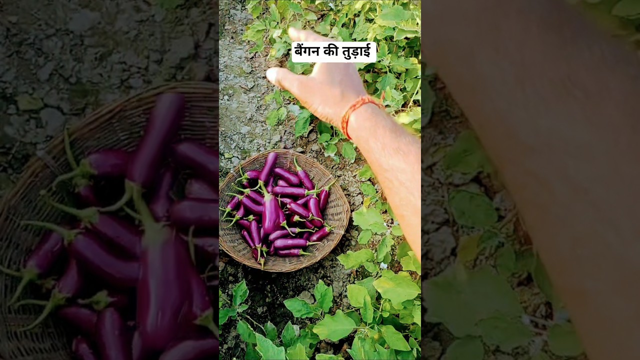 #🍆🍆bringel ब्रिंजल 