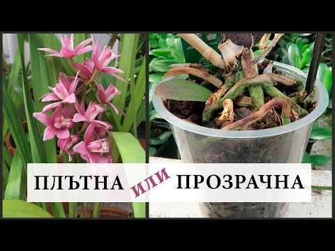 Видео: Какви са различните видове ботаници?