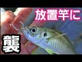 アジの泳がせ釣り放置竿を突然襲った魔物・・・