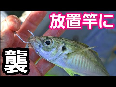アジの泳がせ釣り放置竿を突然襲った魔物・・・