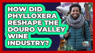 How Did Phylloxera Reshape the Douro Valley Wine Industry?