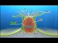 6 サンゴ礁内の生物