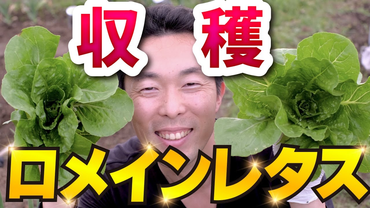 5 ロメインレタス 収穫のタイミング 家庭菜園 普通栽培vs垂直栽培どちらがおいしい Youtube 5 ロメインレタス 収穫のタイミング 家庭菜園 普通栽培vs垂直栽培どちらがおいしい Youtube