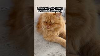 Orange Cat Nature Documentary Parody 🐯😹#funnycatshorts