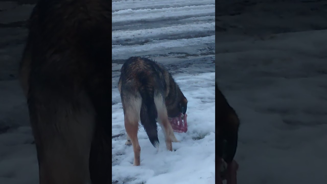 🙏🐕❤️🍖Helped animals 