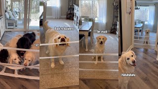 Golden Retriever Outsmarts Human Again by Charlie The Golden 18 20,101 views 1 month ago 3 minutes, 23 seconds