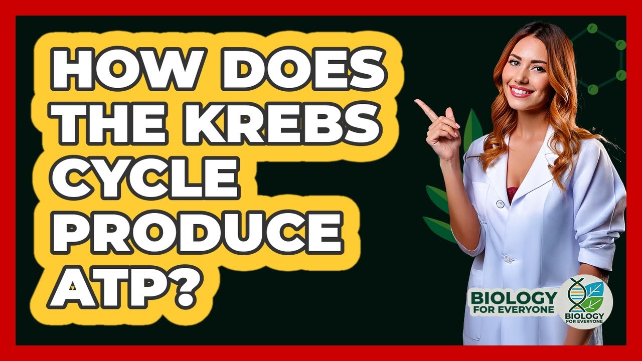 How Does The Krebs Cycle Produce ATP? - Biology For Everyone