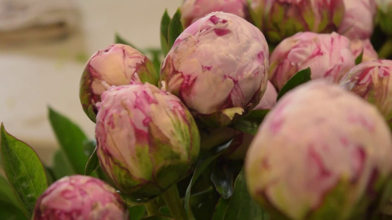 Como hacer arreglos de flores con peonias