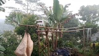 About The Beauty Of The Village To Find A Root Cat