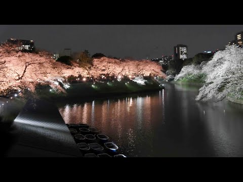 千鳥ヶ淵の夜桜 2024年4月5日　令和6年 みんなのアルバム