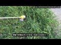 【ねこせんせいの動画】（RYOBI製充電式刈払機 BK-1800 で草刈り）
