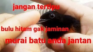 membedakan murai batu jantan dan betina  yang benar dan 100% akurat