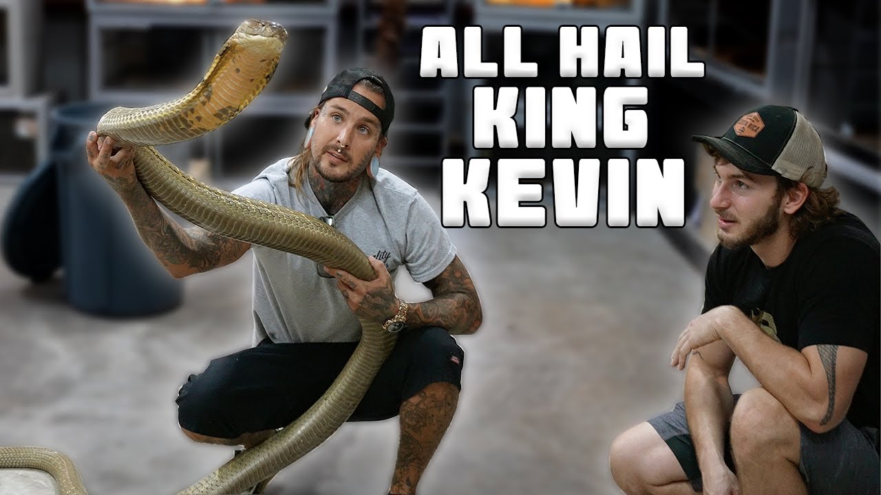 KING KEVIN 👑 Hangin with my bud Chandler and his GIANT King Cobra!