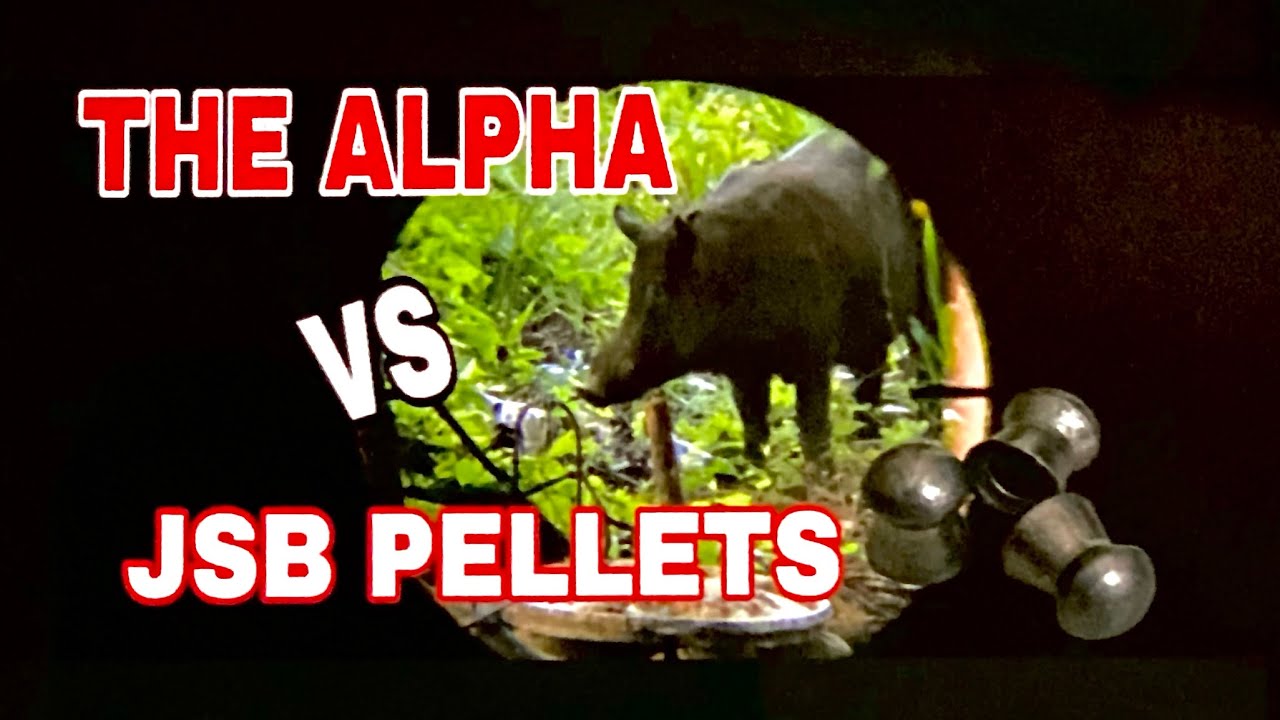 THE ALPHA versus JSB PELLETS…. WILD BOAR WITH CUTTERS.. airgun hunting