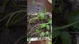 pennywort plant setup Tamil madurai part2 #shorts