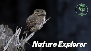 Owl Nature night