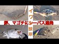 イワシ接岸サーフでお土産大作戦！