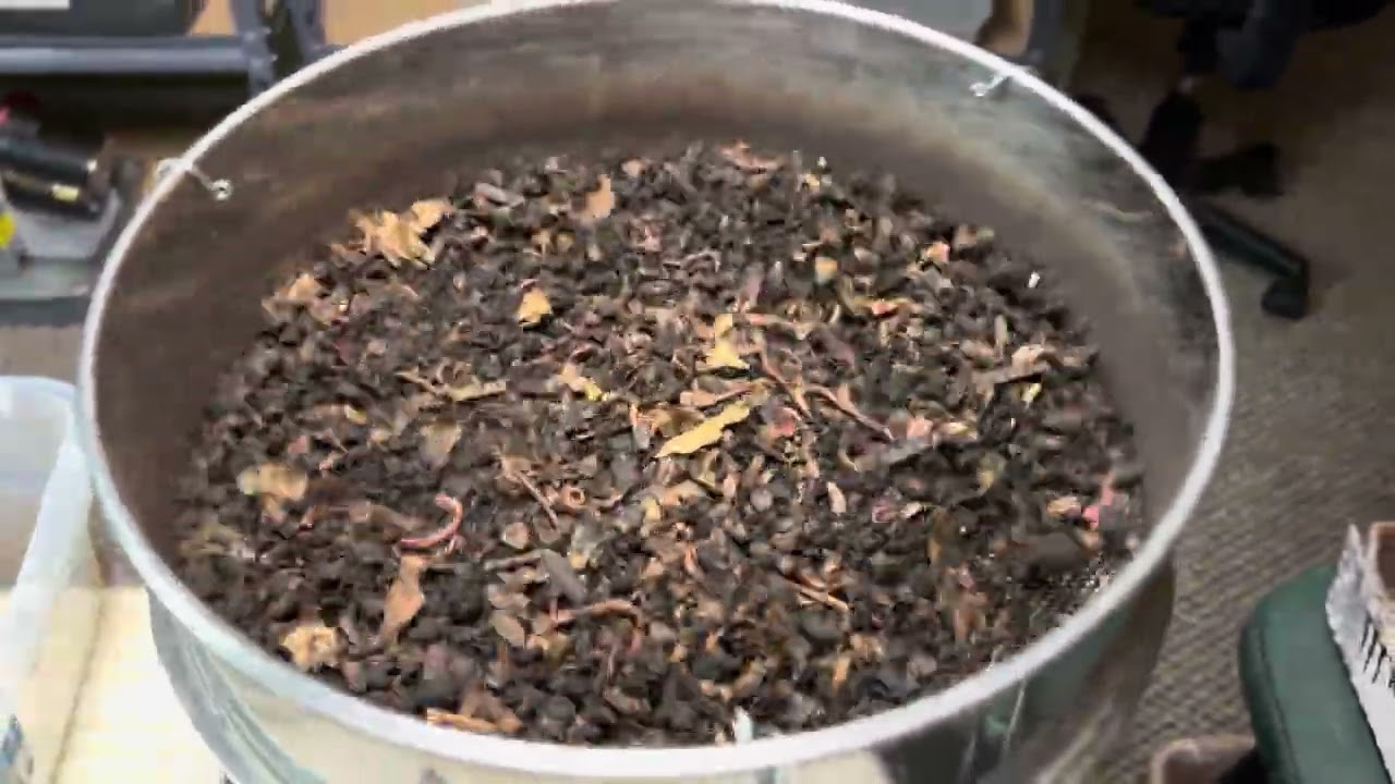 Просеивание отливок, отливки против оверов, добавление оверов/червей в контейнер для выращивания