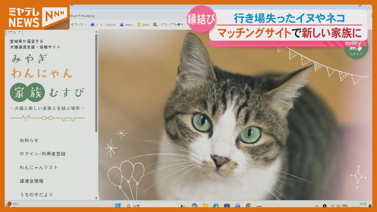 じばにゃん様　ご確認ページ Launch] Matching site connects homeless dogs and cats with new