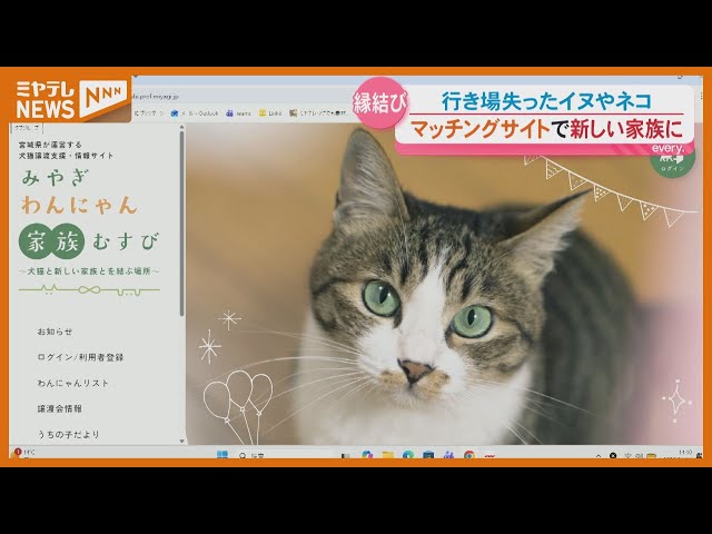 Launch] Matching site connects homeless dogs and cats with new