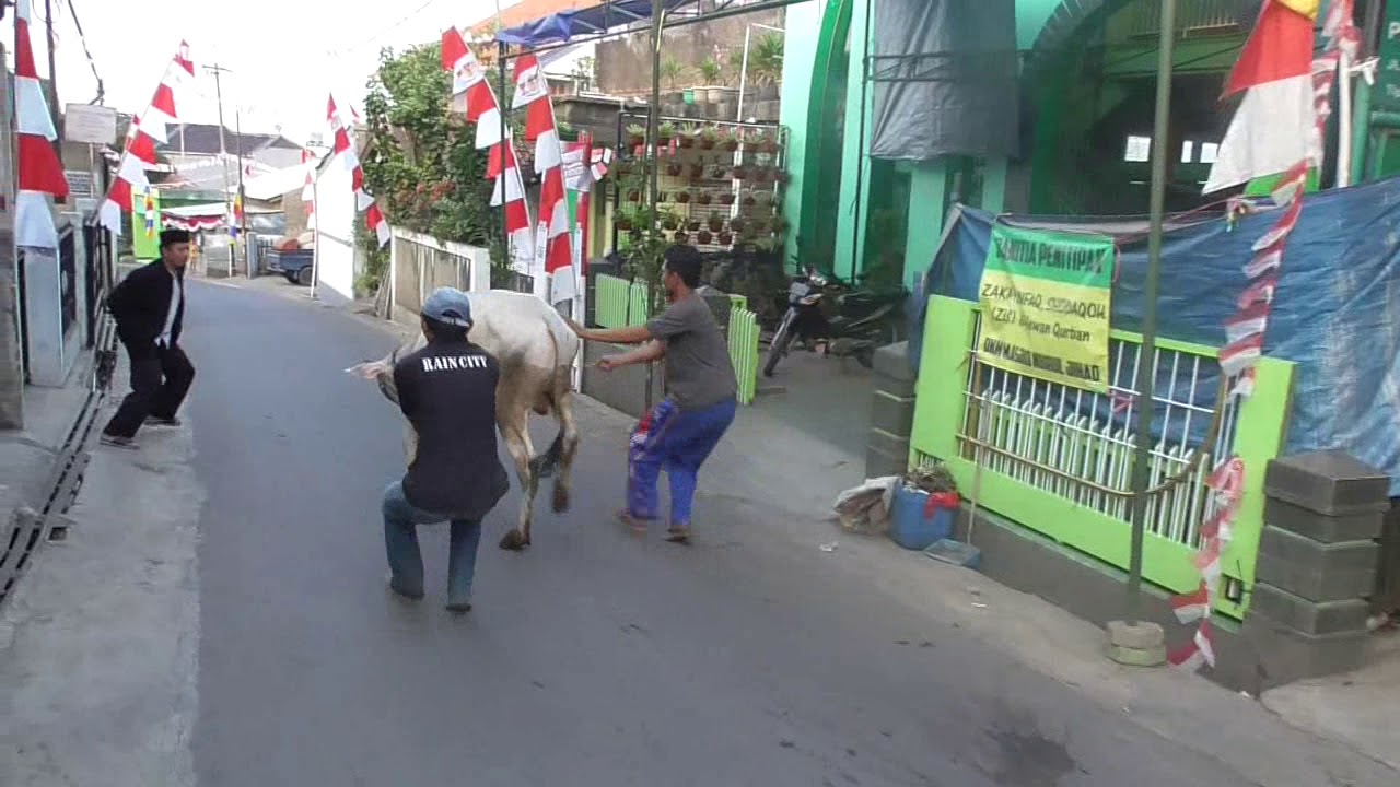 Sapi ngamuk saat akan di kurbanin - YouTube