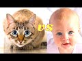 🐱 🐶 👶 💖 Cute Cats and Dogs Love Playing With Babies Laughing Videos Compilation January 2021