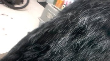 Stripping the coat of a GERMAN WIREHAIRED POINTER