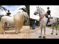 Horse SOO Cute! Cute And funny horse Videos Compilation cute moment #35