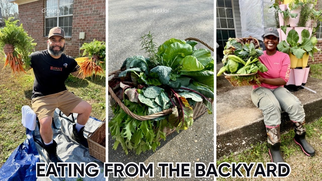 WE STARTED ARGUING ABOUT RELOCATING OUR GREENHOUSE | SUCCESSFUL HARVEST IN THE GARDEN