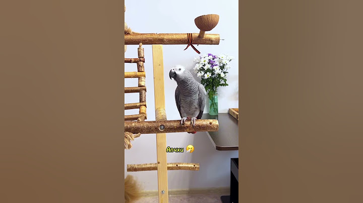 Посмотрев это видео, редакторы 1 канала пригласили нас на передачу🥰🪶 #жакомия #попугайжако