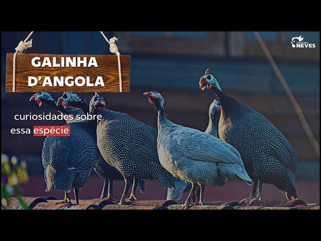 Qual é o significado da Galinha D\'Angola?