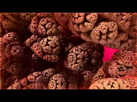 IFS fractal