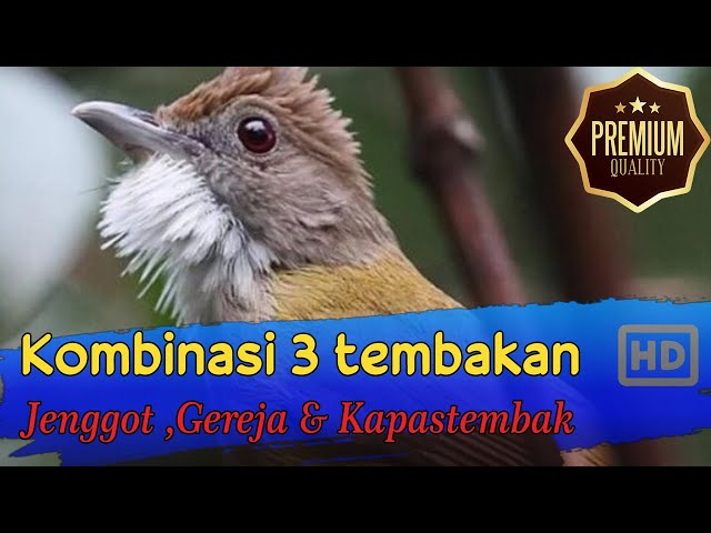 Masteran Kombinasi 3 Tembakan ~ Jenggot - Gereja tarung & Kapas Tembak class=