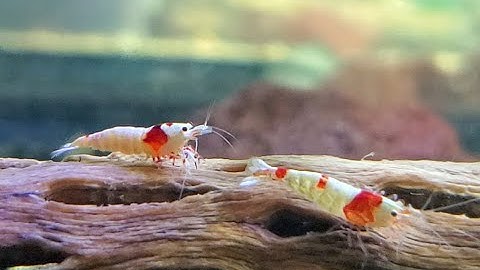 Hồ Tép Cảnh 45$ Đôlla  sau 1 tháng nuôi | cách nuôi tép cảnh sinh sản Nhanh và Đơn Giản