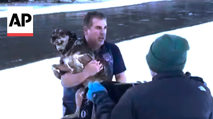 Vermont man rescues a dog from a freezing river