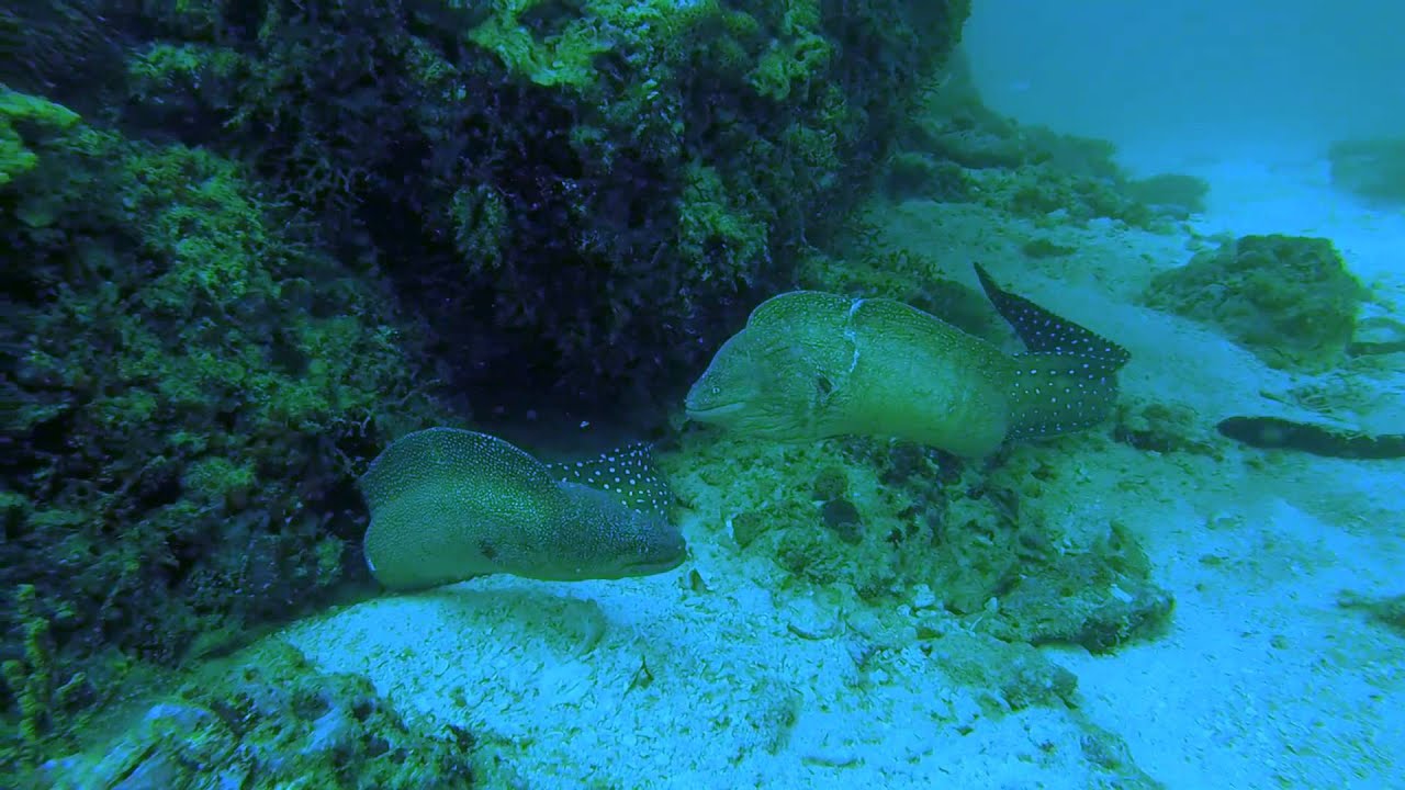 Moray Eel Fight