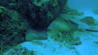 Moray Eel Fight