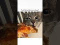 are you foodie too? 🤔 #relatablecomedy #shortviral #funnycats