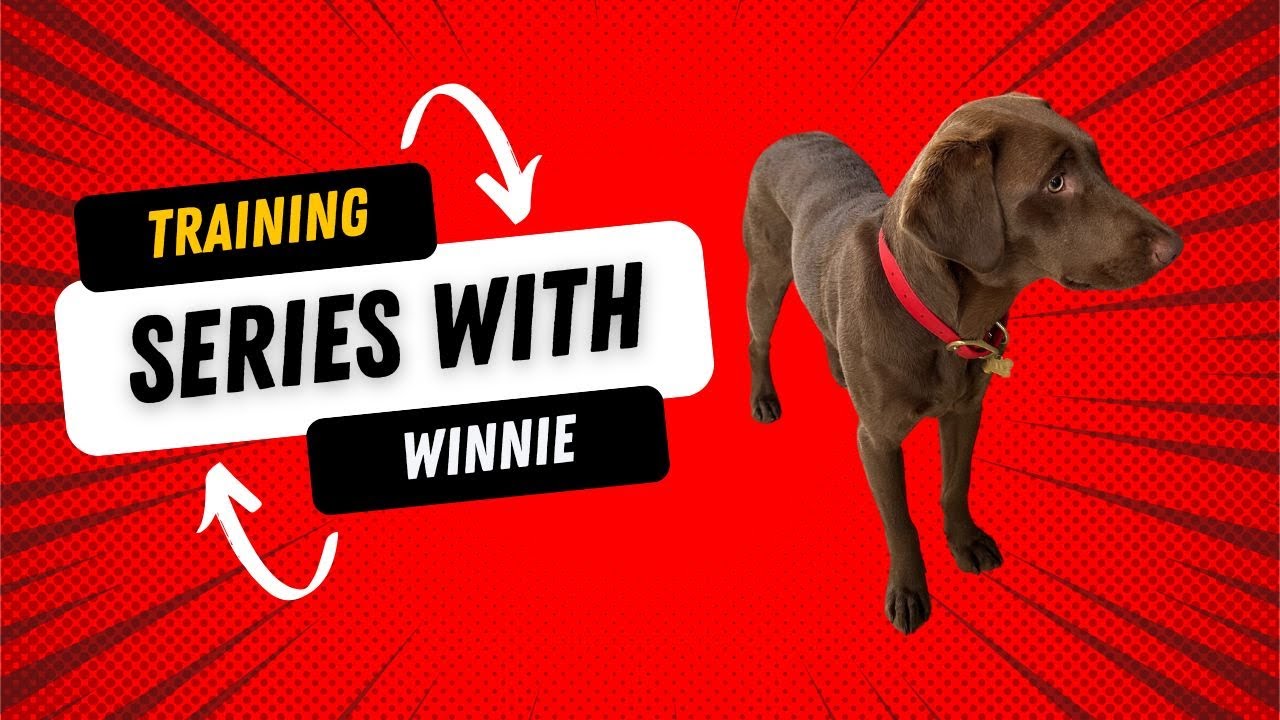 the-ultimate-guide-to-training-your-young-dog-winnie-youtube