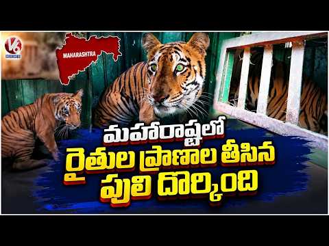 Forest Officials Caught Tiger In Chandrapur District | Maharashtra | V6 News - V6NEWSTELUGU