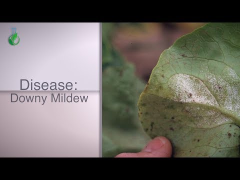 Video: Downy Mildew Of Lettuce