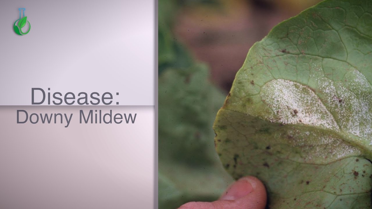 Downy Mildew in Iceberg Lettuce