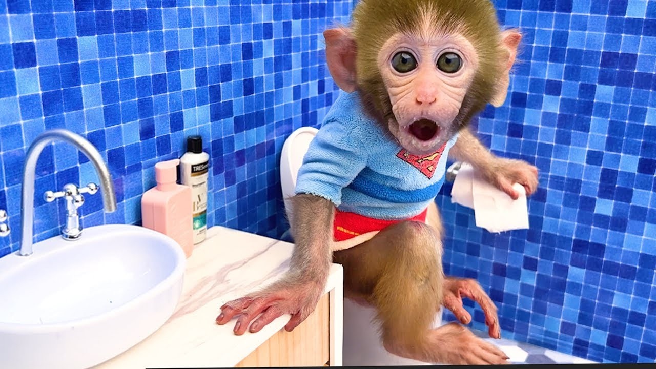 🔴LIVE - Baby monkey Bon Bon go to the toilet and play with the puppy in the garden