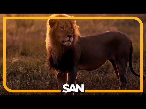 No Lion Is Safe Blondie The Lion Lured From Protected Research Area And Killed 