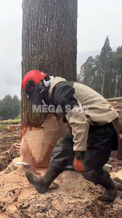 Precision Felling: Bringing Down a Massive Japanese Cedar (Sugi)