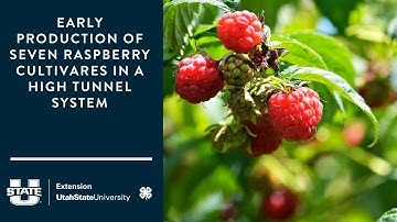 Early Production of Seven Raspberry Cultivares in a High Tunnel System