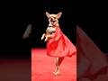 Chihuahua Gladiator cosplay #chihuahua  #chihuahuacute   #chihuahuadog