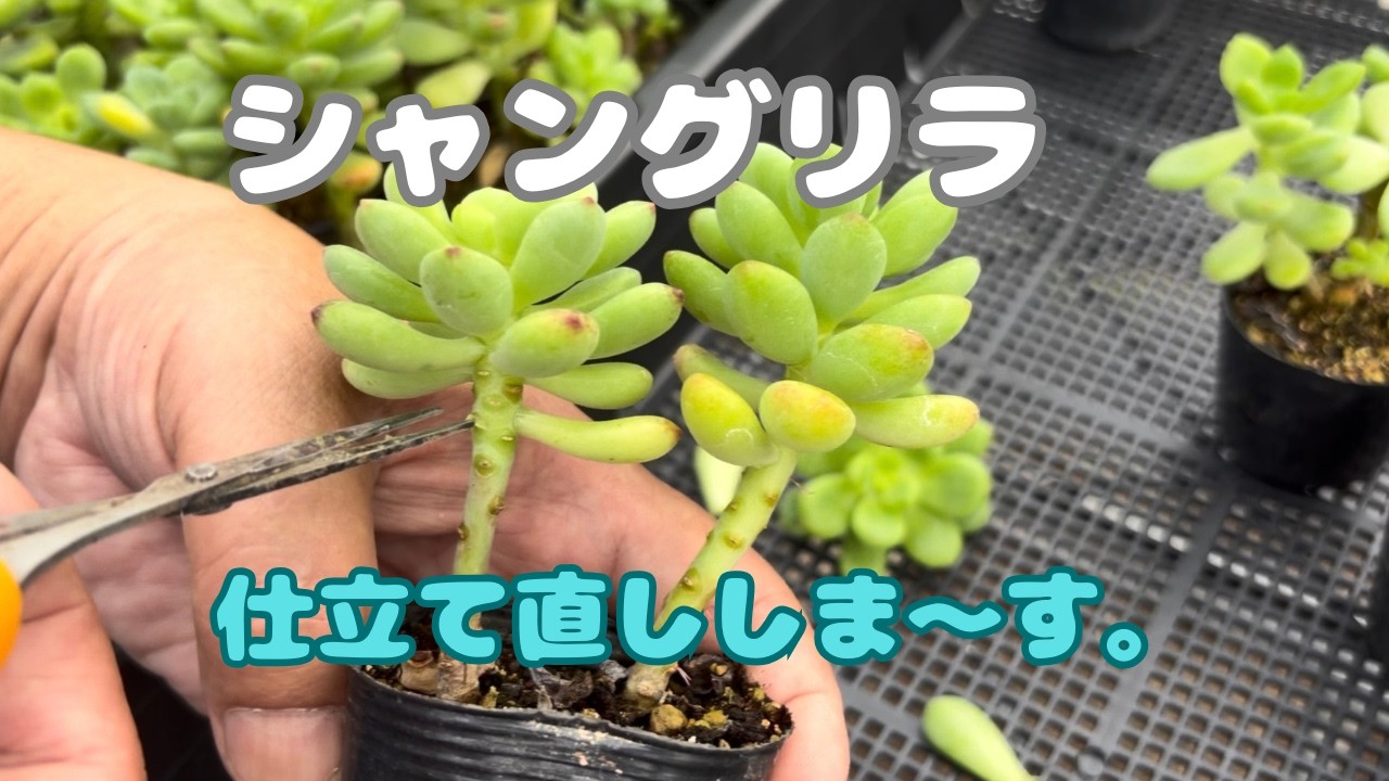 多肉植物）シャングリラ仕立て直しします😊 - YouTube